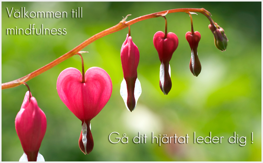 Mindfulness - Actout Anita Carlsson, Böcker, Föredrag, Retreat på Österlen, kurser, Mindfulness på jobbet, Mindful Coaching, Litteratur, Webshopen, Mindfulnessövningar, Livslust, Skräddarsydda Kurser